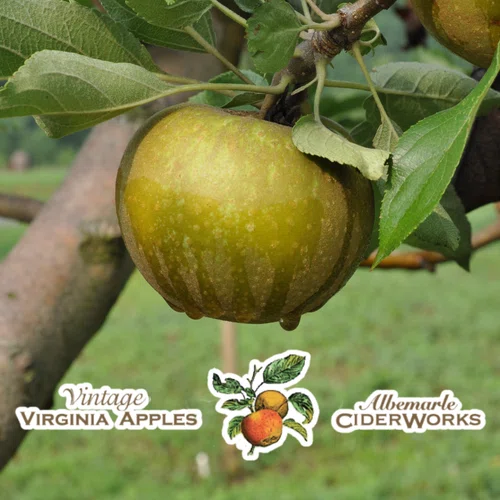 Albemarle Cider - Variety Pack of Traditional American Ciders